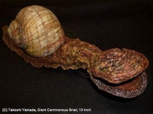carniverous-snail