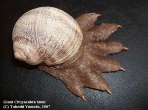 chupacabras-snail